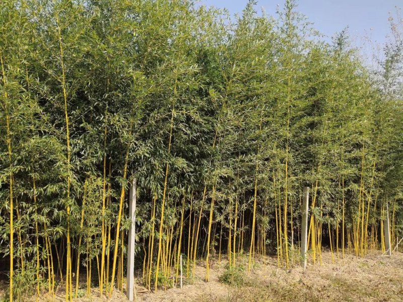 各种，竹子，风景竹，全都有，现大量出售，欢迎来电咨询。