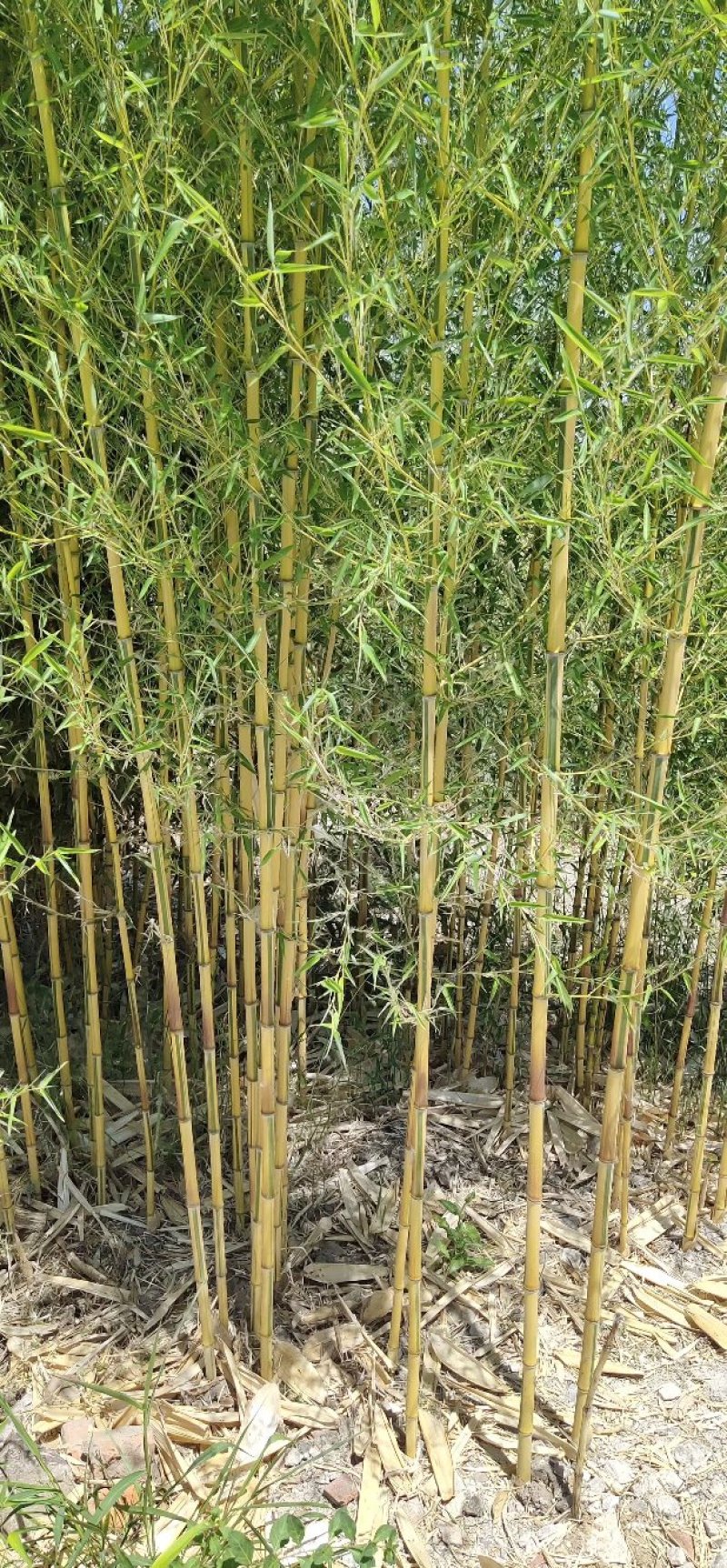 各种，竹子，风景竹，全都有，现大量出售，欢迎来电咨询。