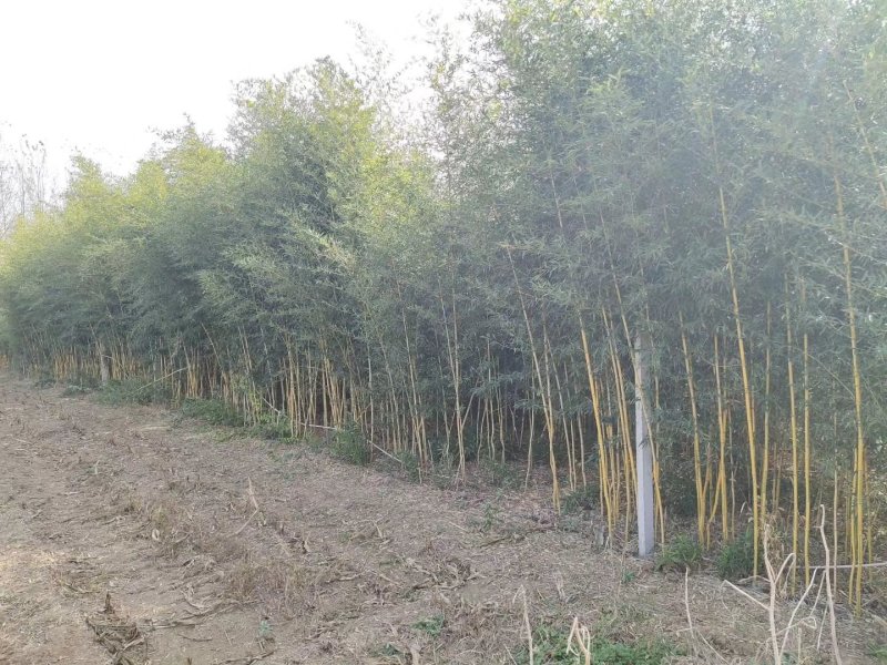 各种，竹子，风景竹，全都有，现大量出售，欢迎来电咨询。