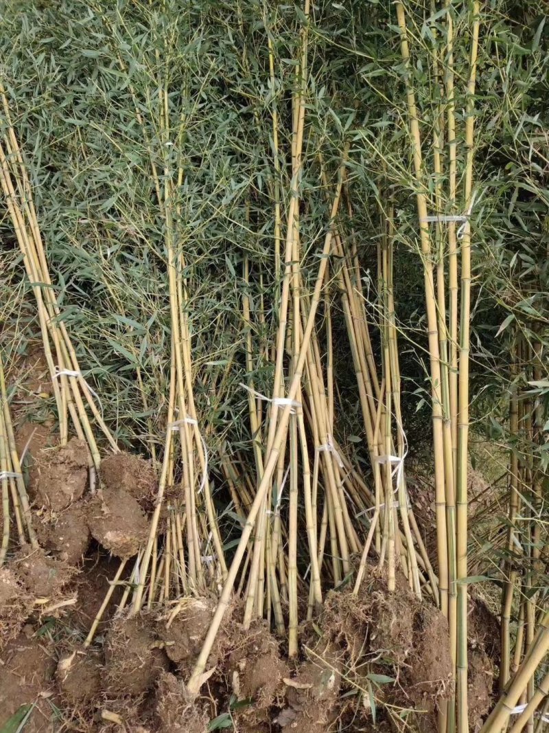 各种，竹子，风景竹，全都有，现大量出售，欢迎来电咨询。