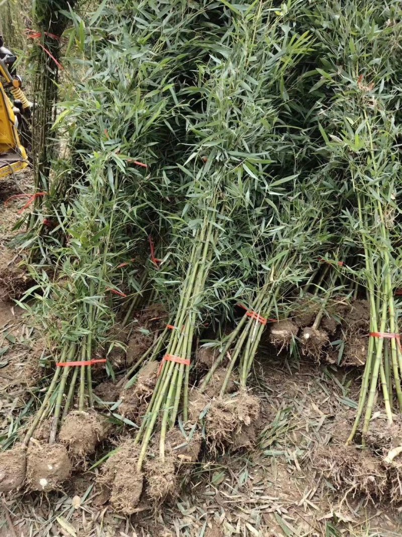 各种，竹子，风景竹，全都有，现大量出售，欢迎来电咨询。
