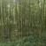 各种，竹子，风景竹，全都有，现大量出售，欢迎来电咨询。
