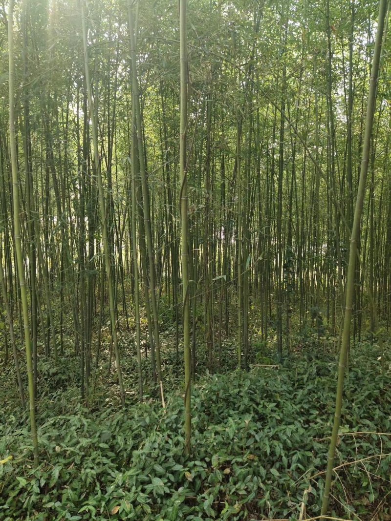 各种，竹子，风景竹，全都有，现大量出售，欢迎来电咨询。