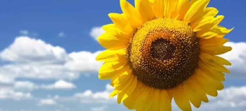 矮向日葵种子食用向日葵花种籽子盆栽观赏四季种开花孑植物室