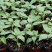 矮向日葵种子食用向日葵花种籽子盆栽观赏四季种开花孑植物室