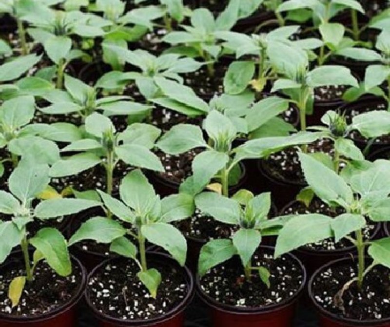 矮向日葵种子食用向日葵花种籽子盆栽观赏四季种开花孑植物室