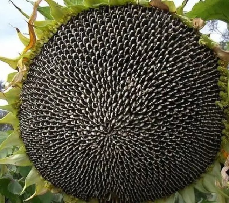 矮向日葵种子食用向日葵花种籽子盆栽观赏四季种开花孑植物室
