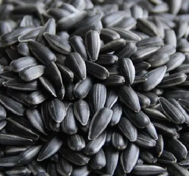 矮向日葵种子食用向日葵花种籽子盆栽观赏四季种开花孑植物室