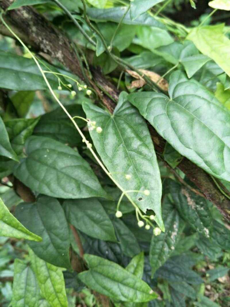 四川金果榄，地苦胆茎苗，黄土培育，基地直供