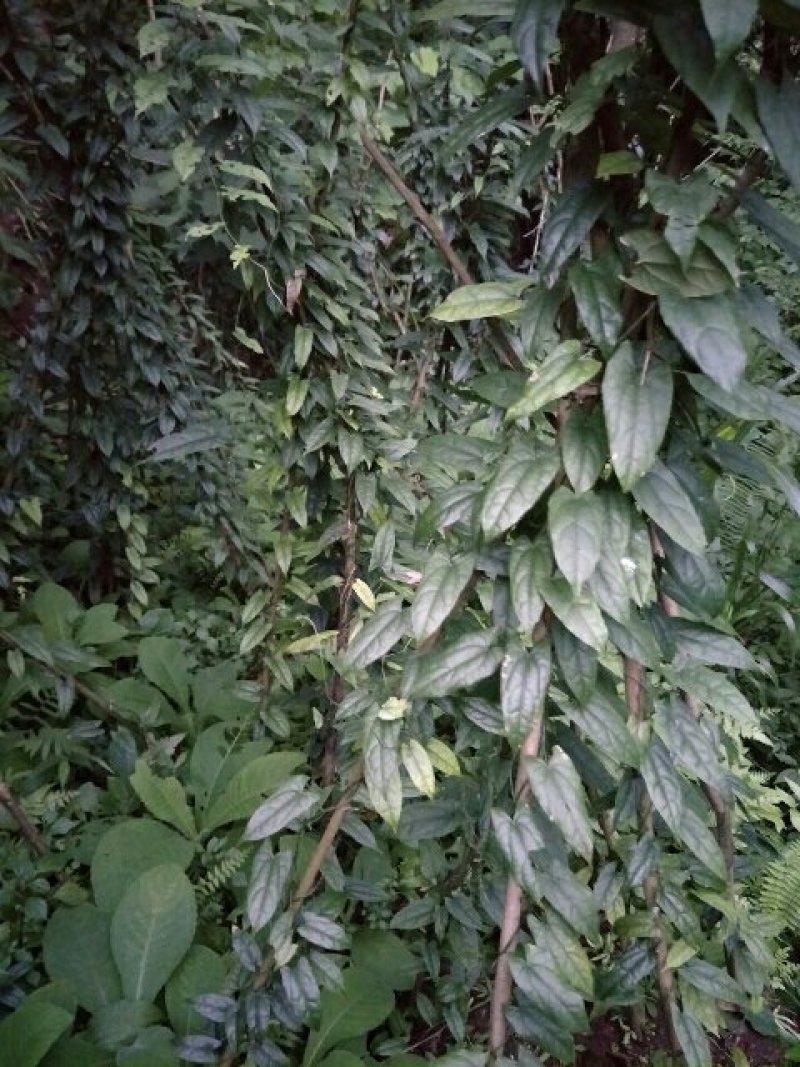 四川金果榄，地苦胆茎苗，黄土培育，基地直供