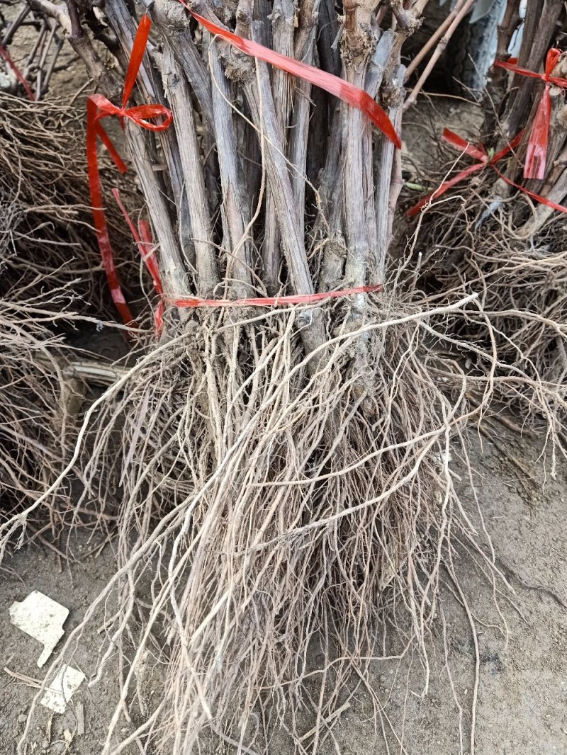 葡萄苗，、蓝红宝石，克伦生，玫瑰香，红提，巨峰等名优品种