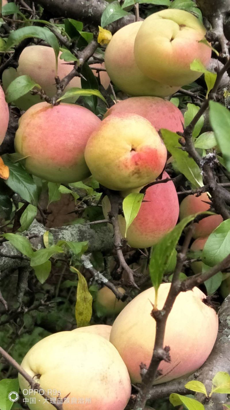 新鲜酸木瓜