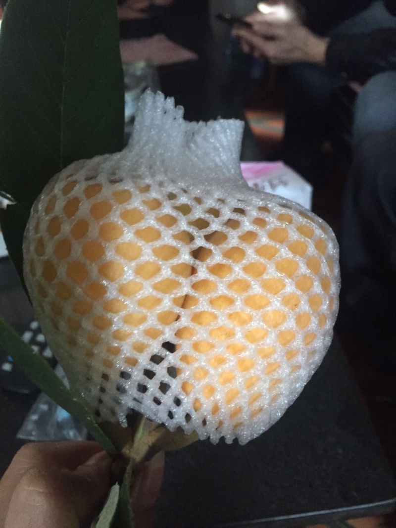 枇杷闽南必吃水果产地直销