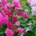 1.6米特大蔷薇花苗藤本月季庭院种植四季开花爬藤玫瑰植物