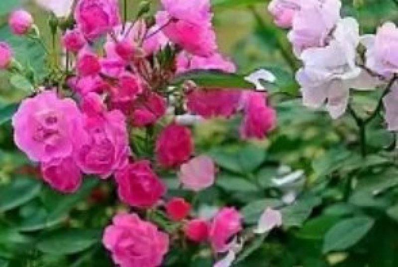 1.6米特大蔷薇花苗藤本月季庭院种植四季开花爬藤玫瑰植物