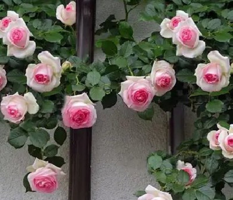 1.6米特大蔷薇花苗藤本月季庭院种植四季开花爬藤玫瑰植物