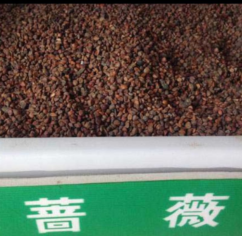 1.6米特大蔷薇花苗藤本月季庭院种植四季开花爬藤玫瑰植物