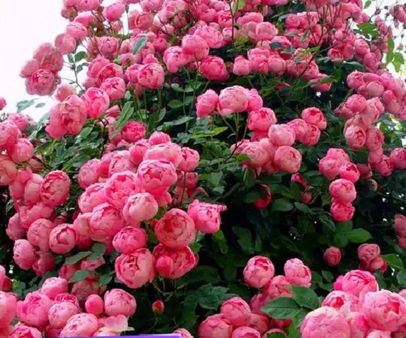 1.6米特大蔷薇花苗藤本月季庭院种植四季开花爬藤玫瑰植物