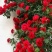 1.6米特大蔷薇花苗藤本月季庭院种植四季开花爬藤玫瑰植物