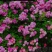 1.6米特大蔷薇花苗藤本月季庭院种植四季开花爬藤玫瑰植物