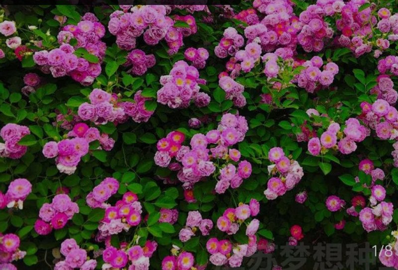 1.6米特大蔷薇花苗藤本月季庭院种植四季开花爬藤玫瑰植物