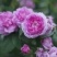 1.6米特大蔷薇花苗藤本月季庭院种植四季开花爬藤玫瑰植物