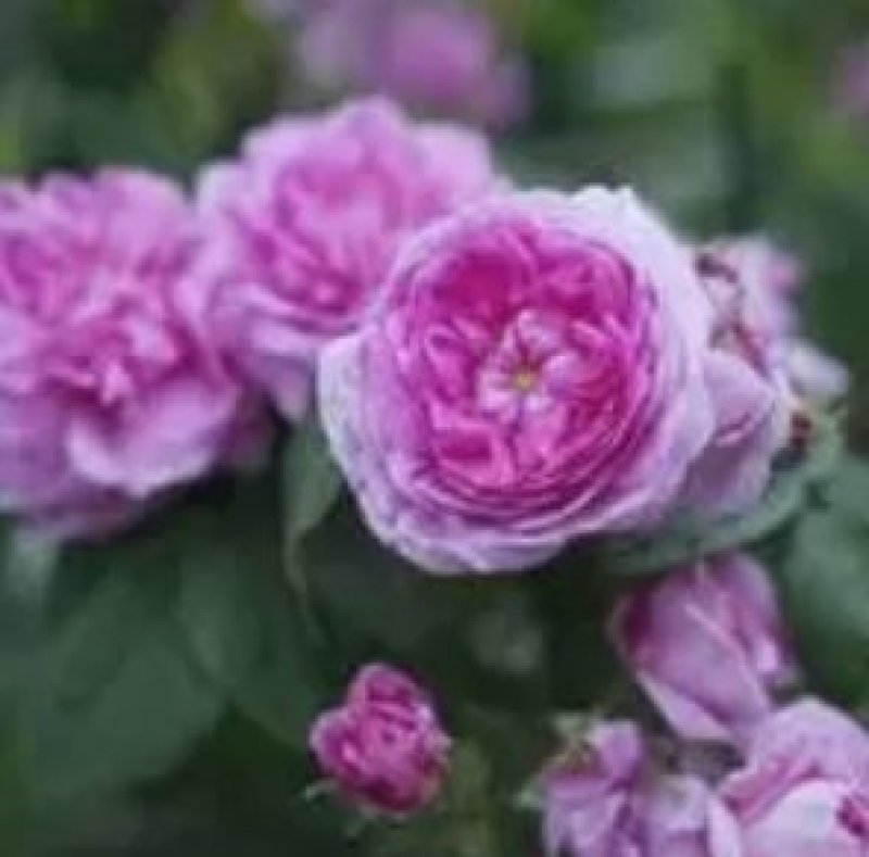 1.6米特大蔷薇花苗藤本月季庭院种植四季开花爬藤玫瑰植物