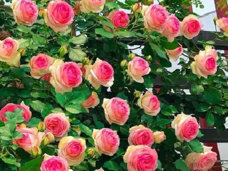 1.6米特大蔷薇花苗藤本月季庭院种植四季开花爬藤玫瑰植物