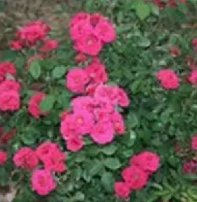 1.6米特大蔷薇花苗藤本月季庭院种植四季开花爬藤玫瑰植物