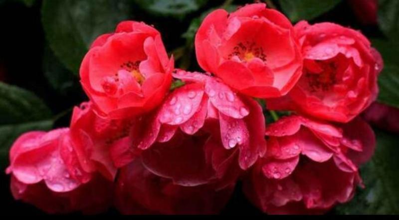 1.6米特大蔷薇花苗藤本月季庭院种植四季开花爬藤玫瑰植物