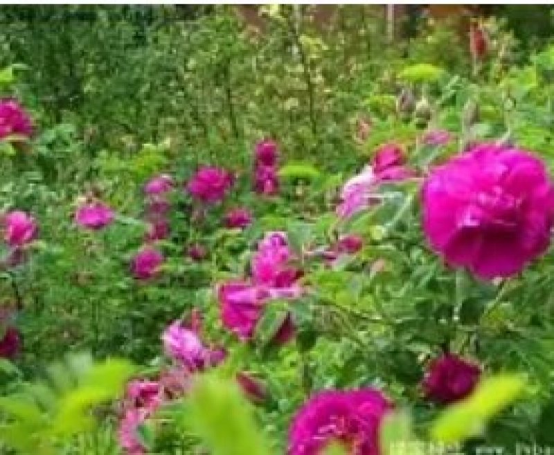 1.6米特大蔷薇花苗藤本月季庭院种植四季开花爬藤玫瑰植物