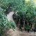 【聚便宜】嫁接桂花树苗地栽户外庭院绿化植物花卉浓香型金桂