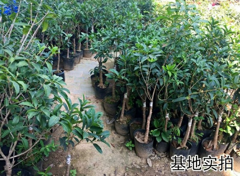 【聚便宜】嫁接桂花树苗地栽户外庭院绿化植物花卉浓香型金桂