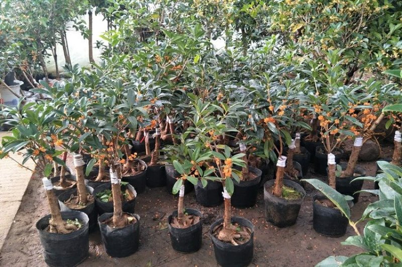 【聚便宜】嫁接桂花树苗地栽户外庭院绿化植物花卉浓香型金桂