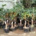 【聚便宜】嫁接桂花树苗地栽户外庭院绿化植物花卉浓香型金桂