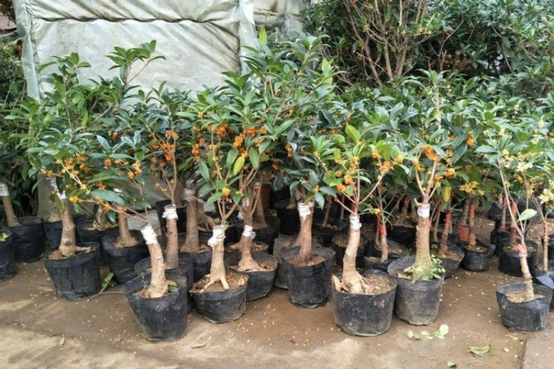 【聚便宜】嫁接桂花树苗地栽户外庭院绿化植物花卉浓香型金桂