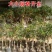 【聚便宜】嫁接桂花树苗地栽户外庭院绿化植物花卉浓香型金桂