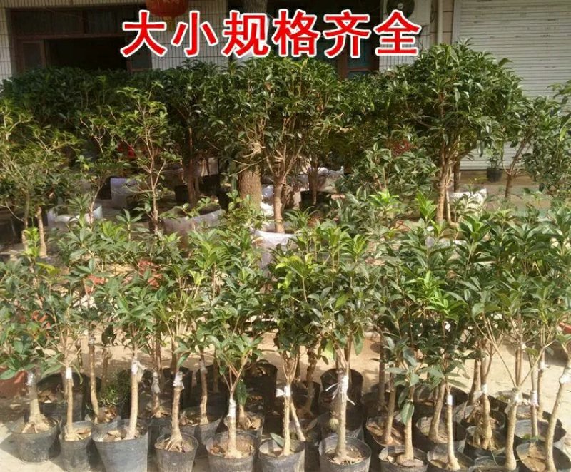 【聚便宜】嫁接桂花树苗地栽户外庭院绿化植物花卉浓香型金桂