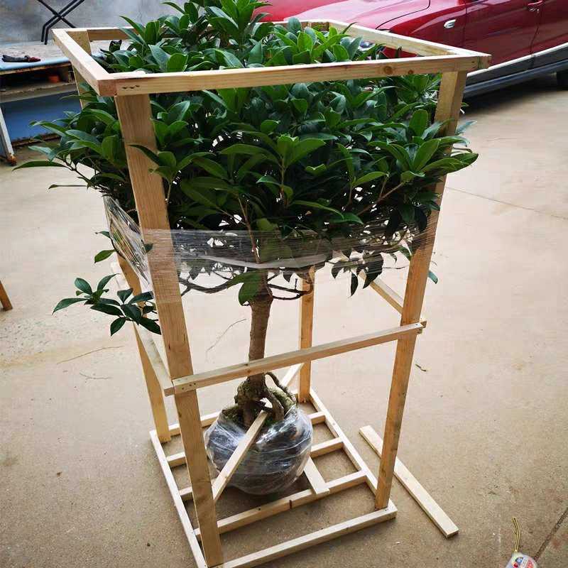 【聚便宜】嫁接桂花树苗地栽户外庭院绿化植物花卉浓香型金桂