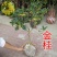 【聚便宜】嫁接桂花树苗地栽户外庭院绿化植物花卉浓香型金桂