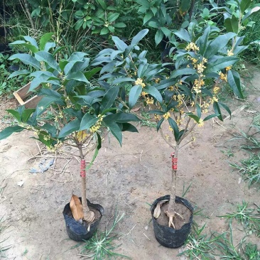 【聚便宜】嫁接桂花树苗地栽户外庭院绿化植物花卉浓香型金桂