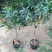 【聚便宜】嫁接桂花树苗地栽户外庭院绿化植物花卉浓香型金桂