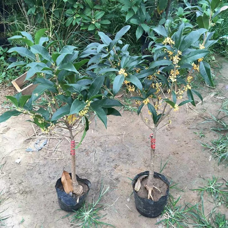 【聚便宜】嫁接桂花树苗地栽户外庭院绿化植物花卉浓香型金桂