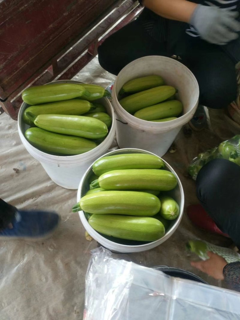 山东省聊城市万亩精品西葫芦马上上市，需要的提前预约