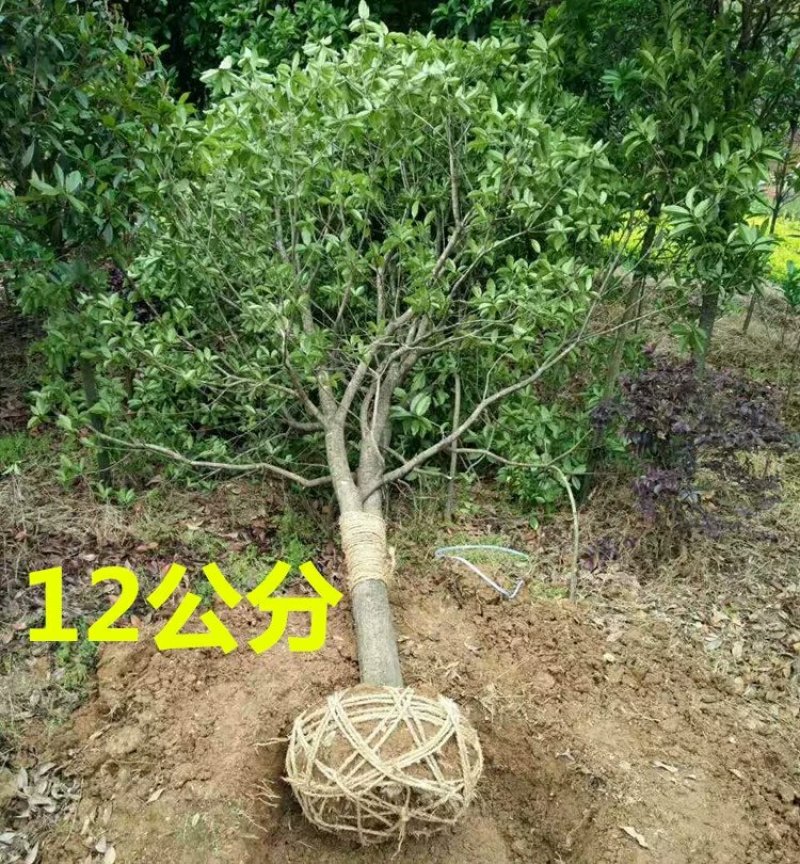 桂花树苗盆栽植物大树庭院四季桂金桂浓香型带花开花不断客厅