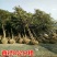 桂花树苗盆栽植物大树庭院四季桂金桂浓香型带花开花不断客厅