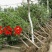 桂花树苗盆栽植物大树庭院四季桂金桂浓香型带花开花不断客厅