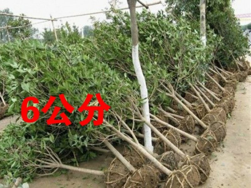 桂花树苗盆栽植物大树庭院四季桂金桂浓香型带花开花不断客厅