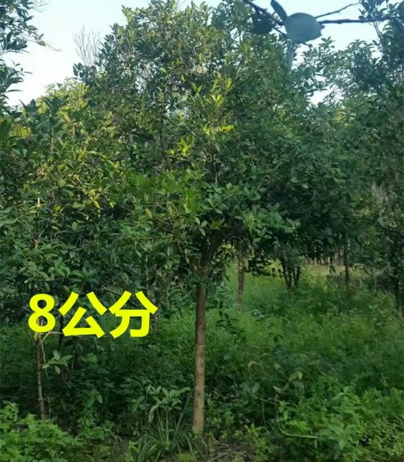 桂花树苗盆栽植物大树庭院四季桂金桂浓香型带花开花不断客厅