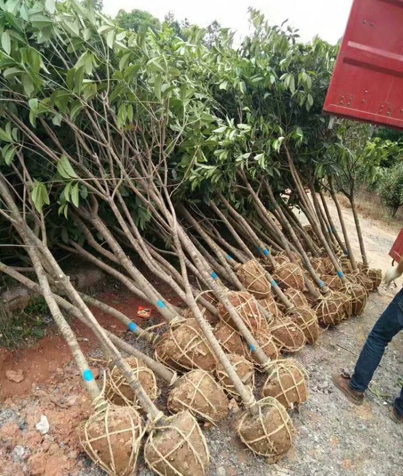 桂花树苗盆栽植物大树庭院四季桂金桂浓香型带花开花不断客厅